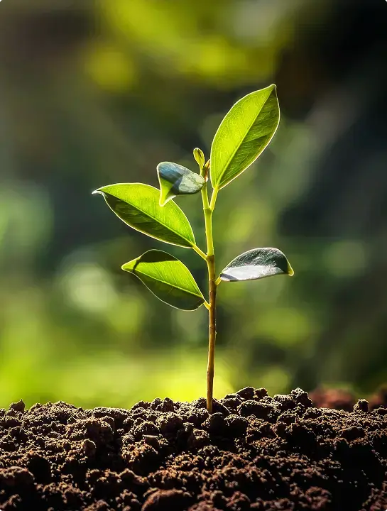 Planta joven que representa la certificación Kosher OU, símbolo de pureza, control riguroso y confianza internacional